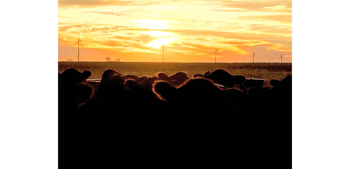 Sunset over the heifers.