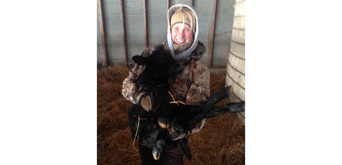 Christy helping move new calves around.