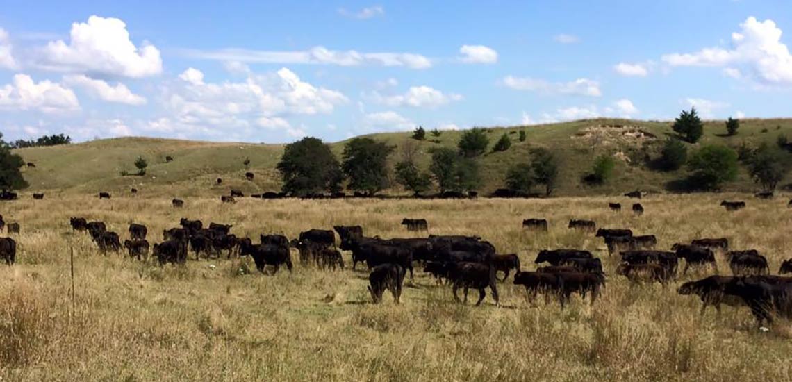 Moving over 250 pairs out of summer pasture was quite the site.