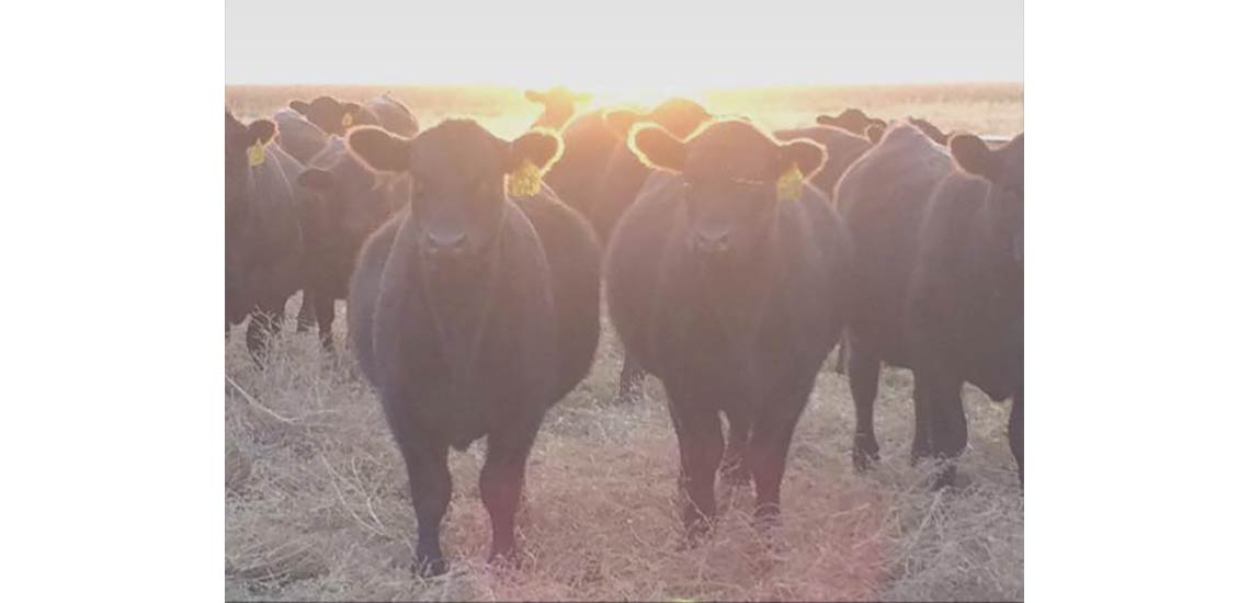 Scenic sunset over the heifer pen.