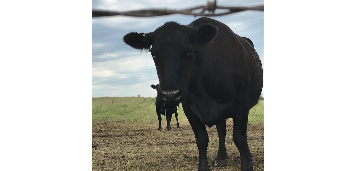 Pasture picture from 2018