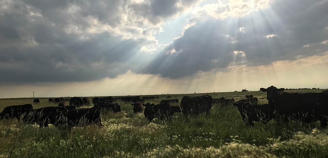 Checking cows is one of our favorite past times at Mogck and Sons Angus.