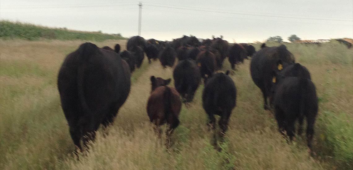 Moving the pairs to a corral for summer pregnancy checks.