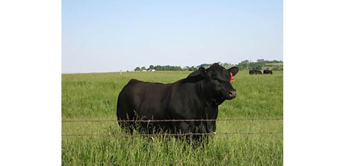 Mogck Bullseye out on pasture at Hoover Angus.