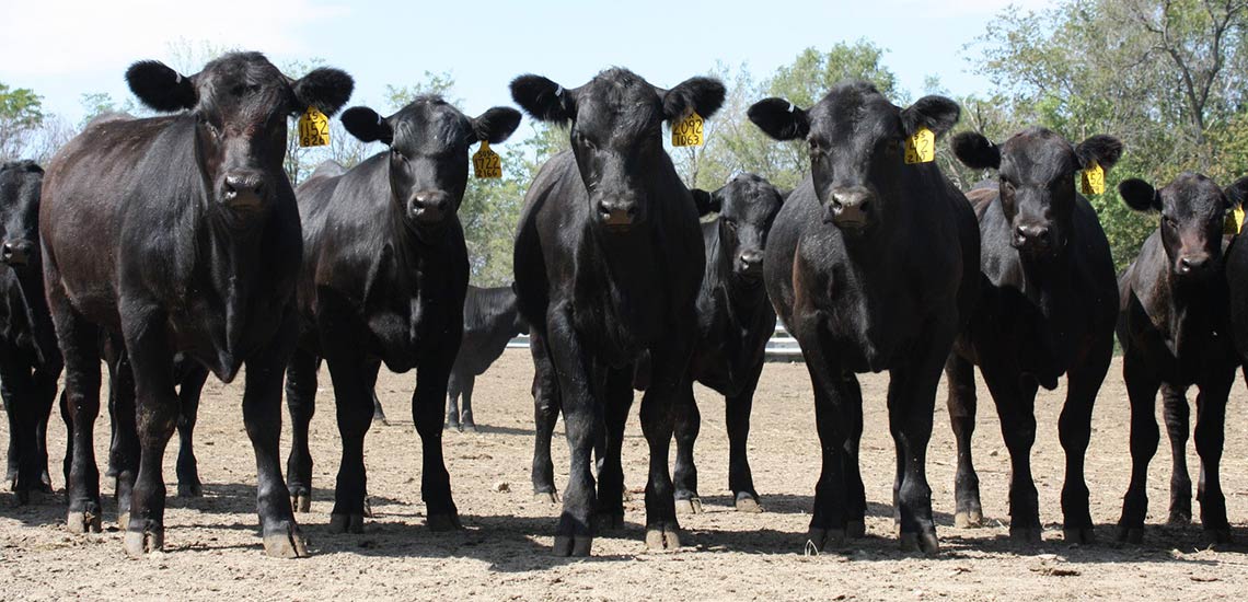 Curious newly weaned heifer calves.