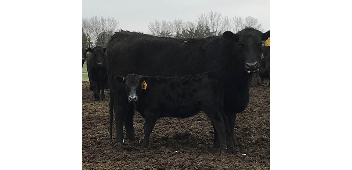 Got Milk? Our females pack on the pounds at weaning with exceptional maternal EPDs.