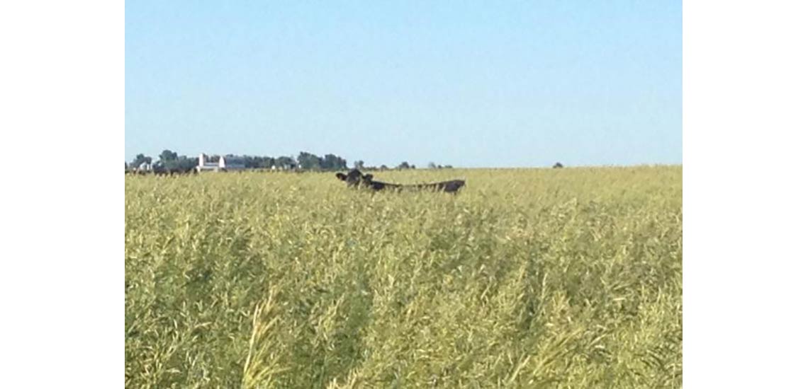 The brome grass in 2013 grew like crazy. It was hard to find our yearling heifers in their pasture.