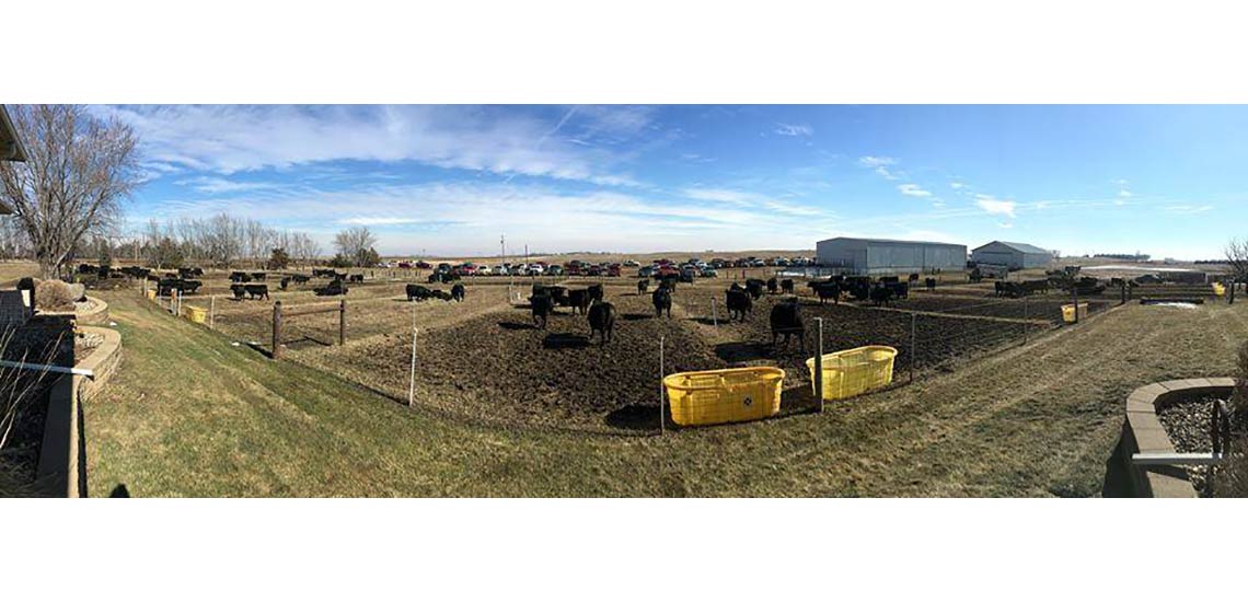 Sale Day 2017! The large pens is where we organize our sale lots according to sire group.