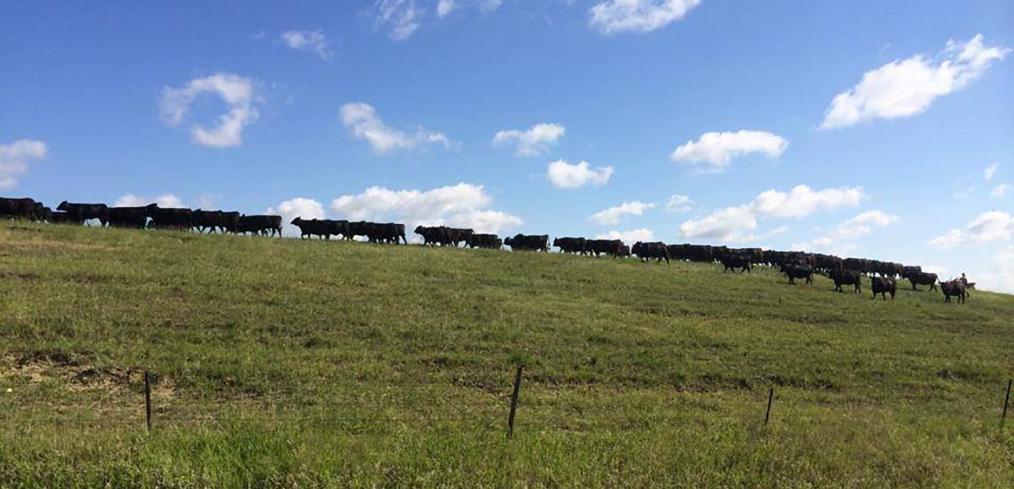 Mogck cows lined up grazing the hillside.