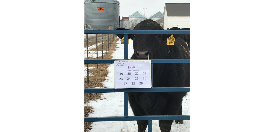 Bullseye son in our 2018 sale waiting at the gate for customers.