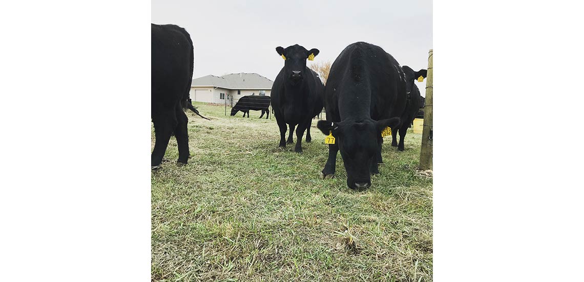 In 2017 we had our Ladies of Fall sale were we sold 200 bred and open cows/heifers.