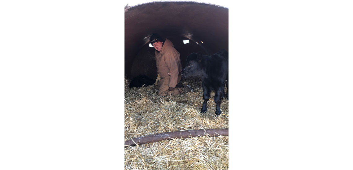 Calves and Charles trying to stay warm in the hut.